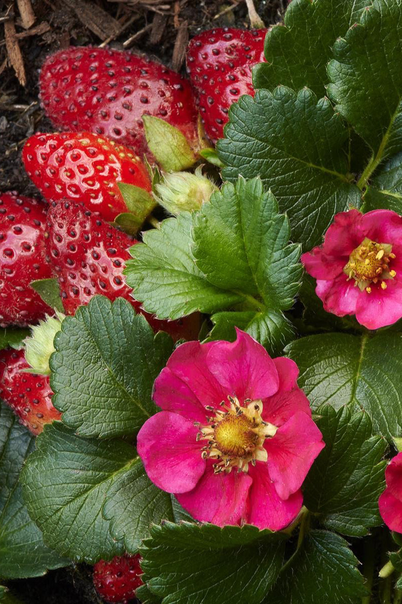 Strawberry, Toscana