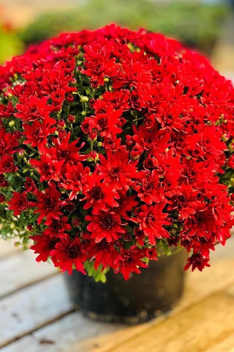 Mum, Fall Red