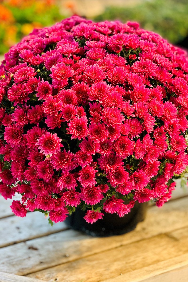 Mum, Fall Purple