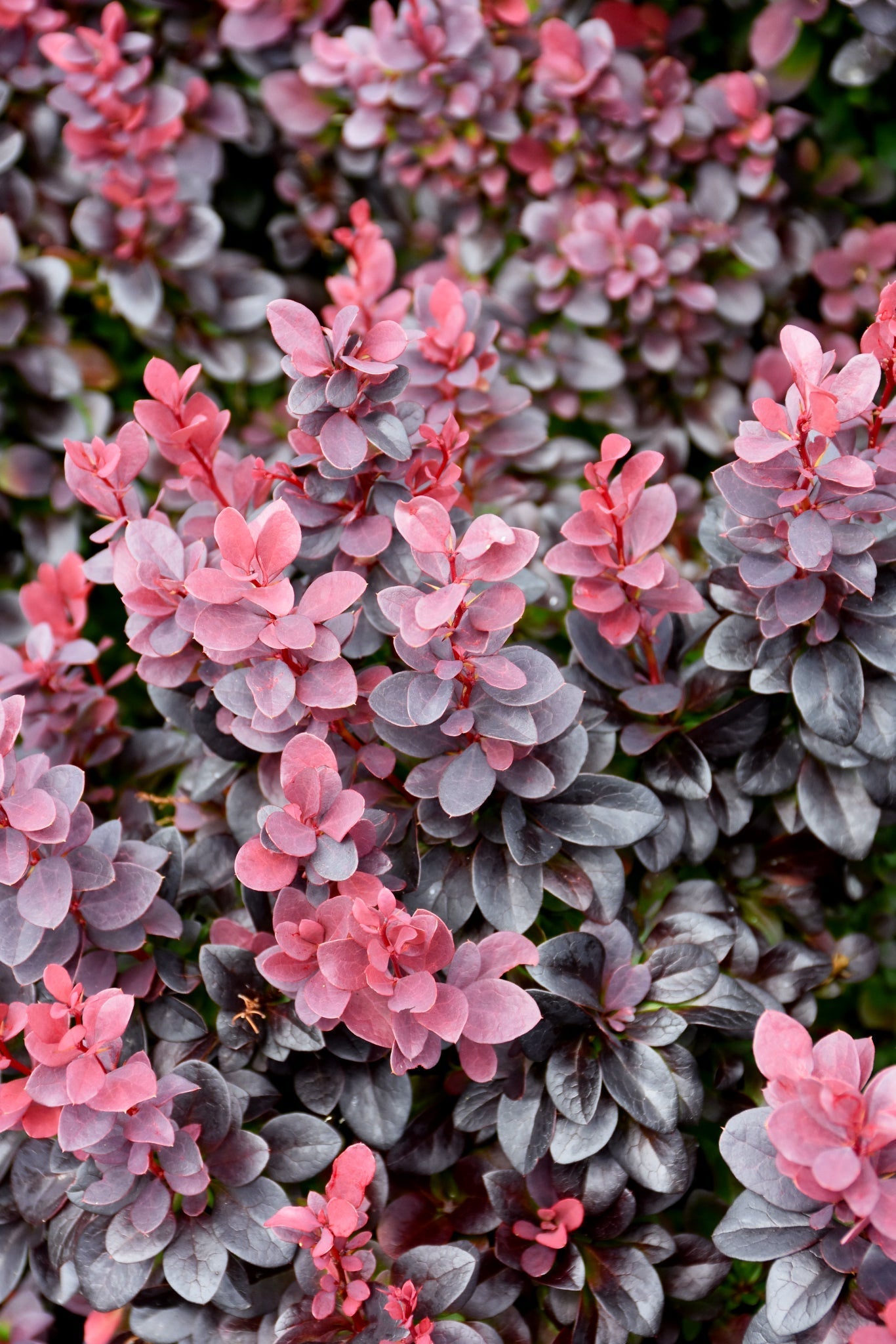 Barberry, Concorde