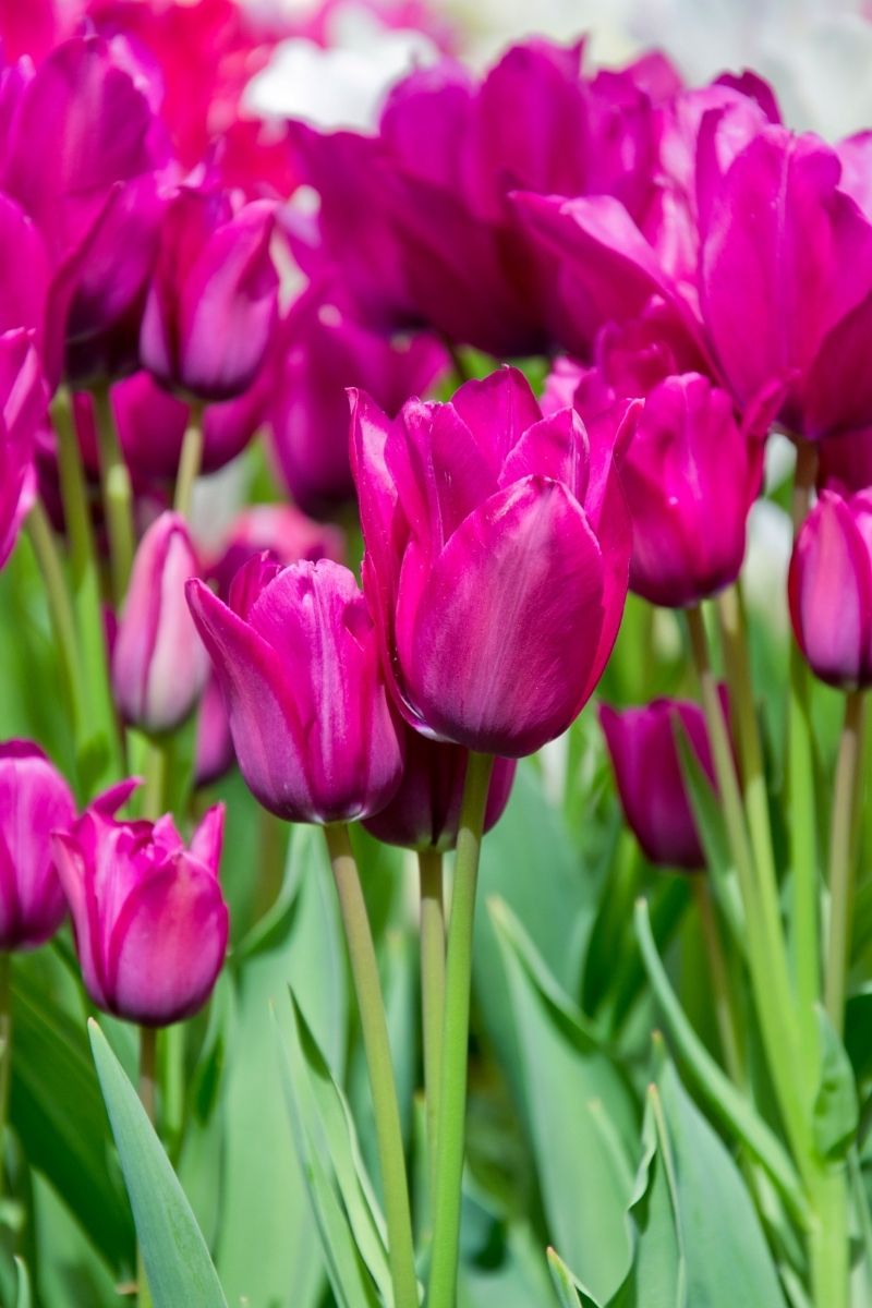 DeVroomen Night Club Tulips Multiflowering  Bulbs 5/Pack