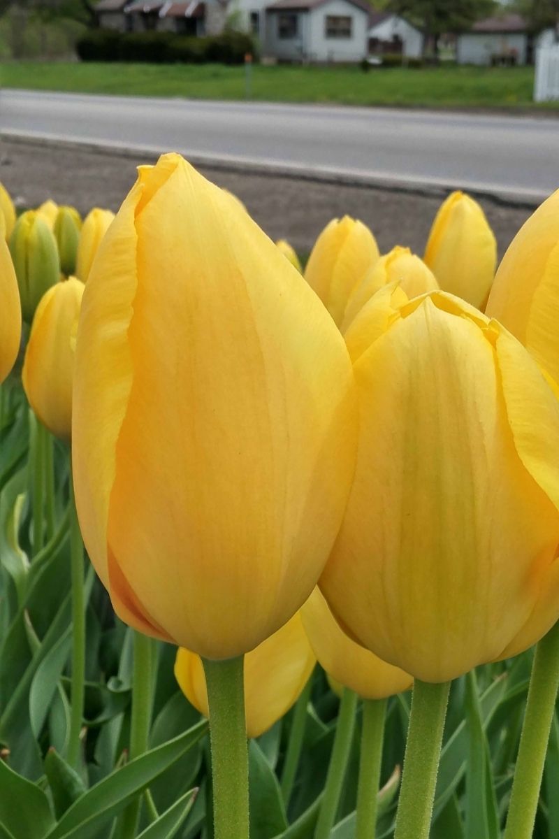 DeVroomen Tulipa Single Late Big Smile Bulbs 5/Pack
