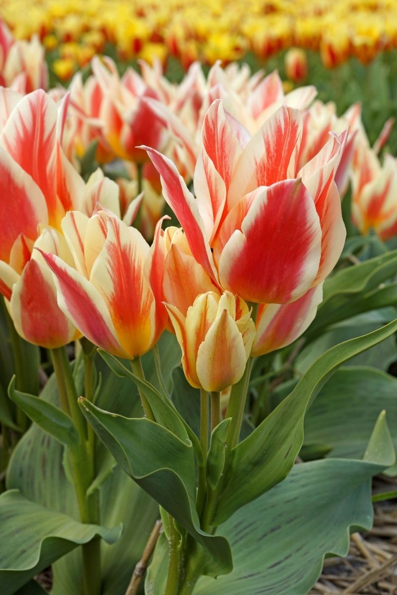 DeVroomen Tulips Greigii Quebec Bulbs 5/Pack