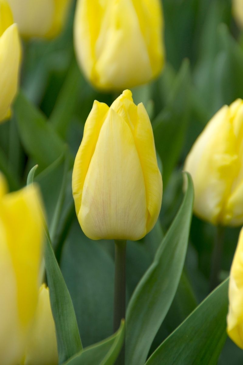 DeVroomen Tulipa Single Early Sunny Prince Bulbs 5/Pack