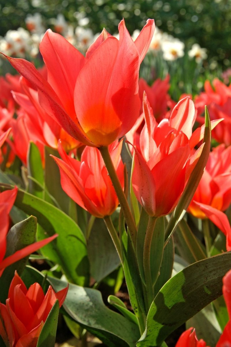 DeVroomen Tulips Greigii Toronto Bulbs 5/Pack