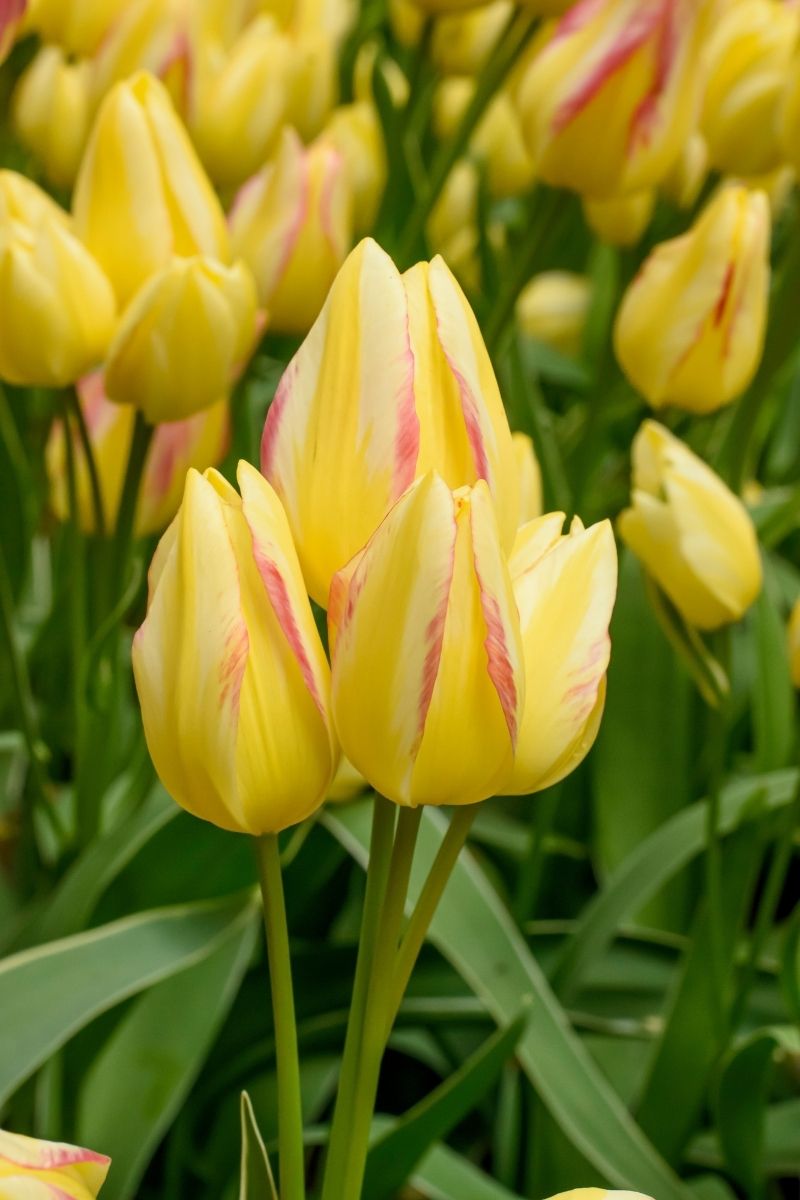 DeVroomen, Tulips Bulbs Antoinette 5/PK