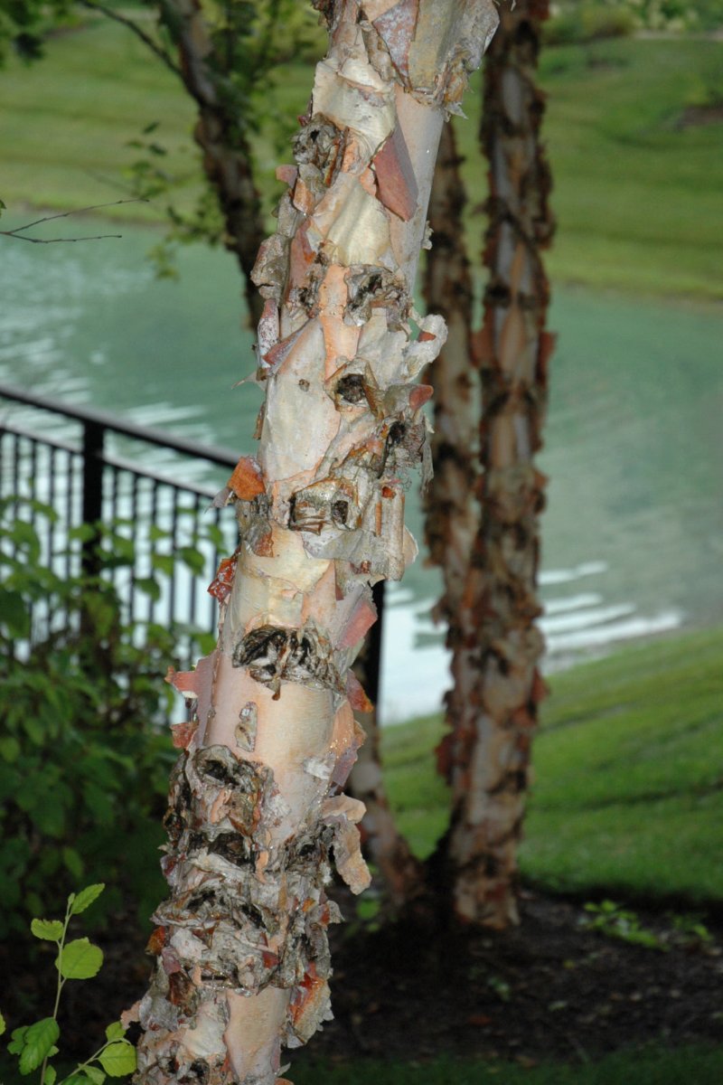 Birch, River