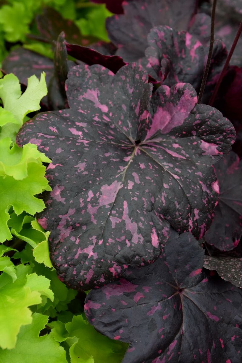 Coral Bells, Midnight Rose