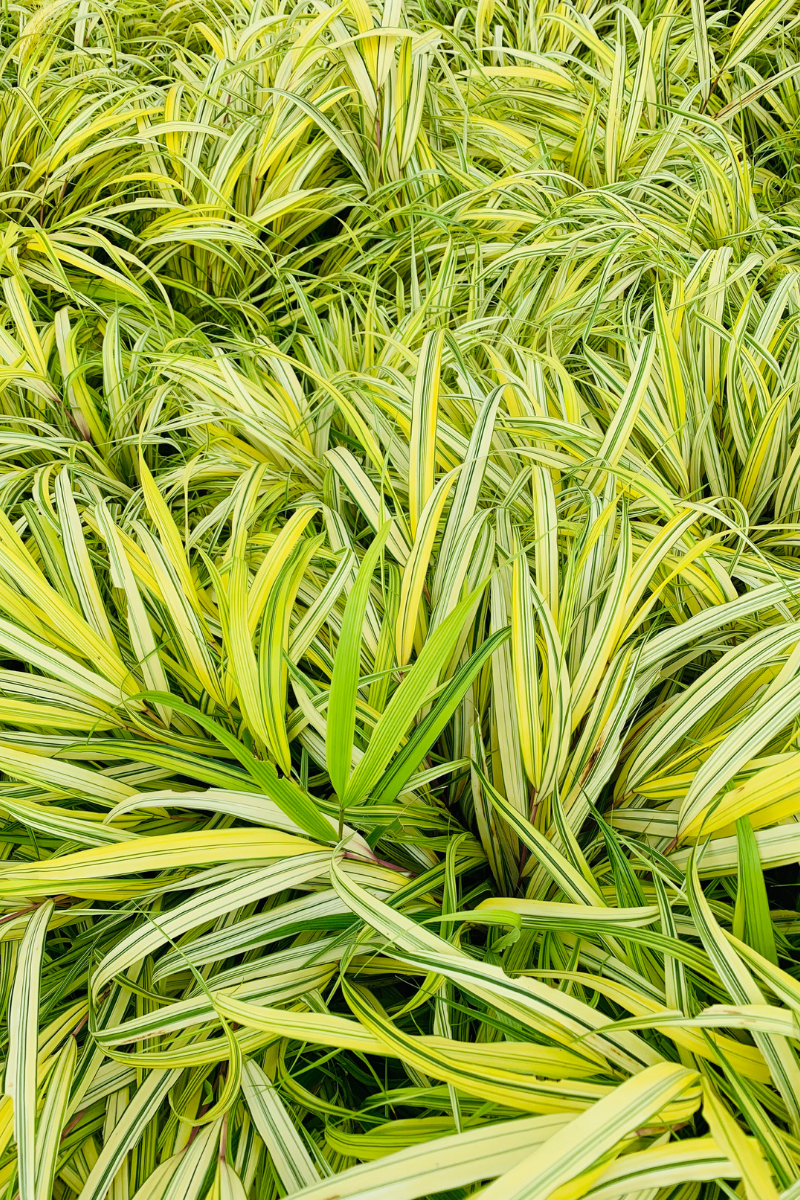 Grass, Hakone Golden 1G