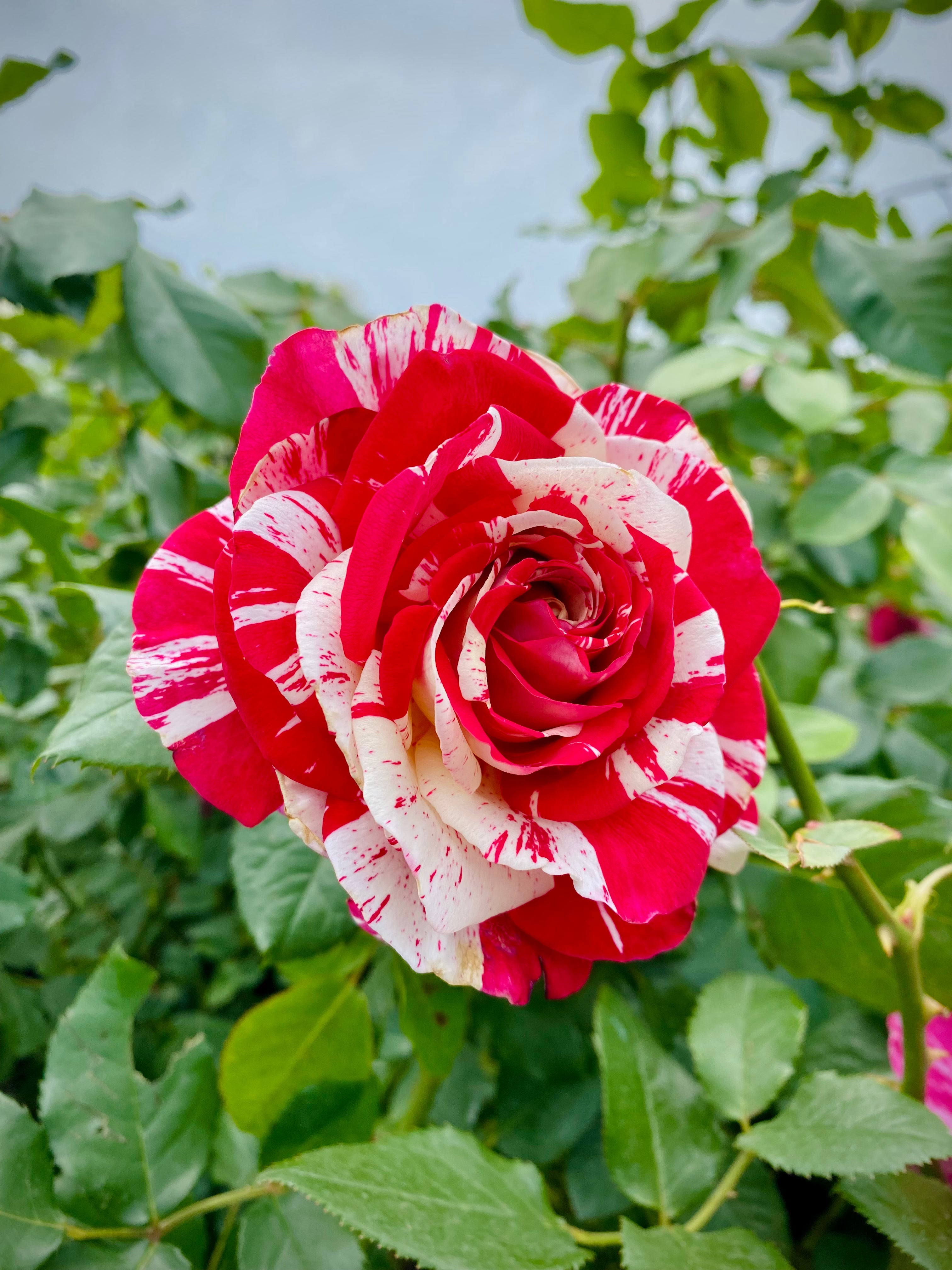 Rose, Neil Diamond