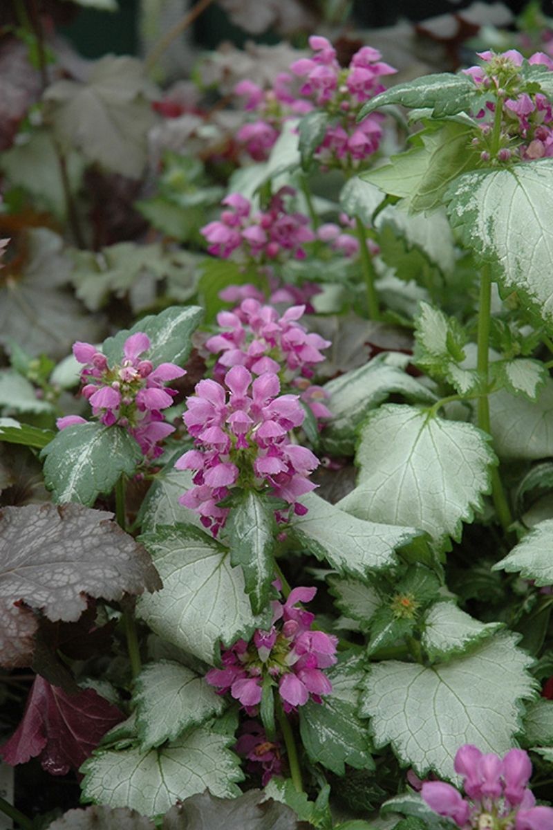 Lamium, Ghost