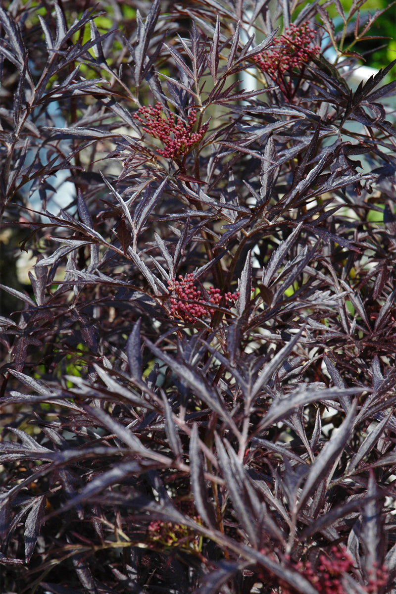 Elderberry, Black Lace