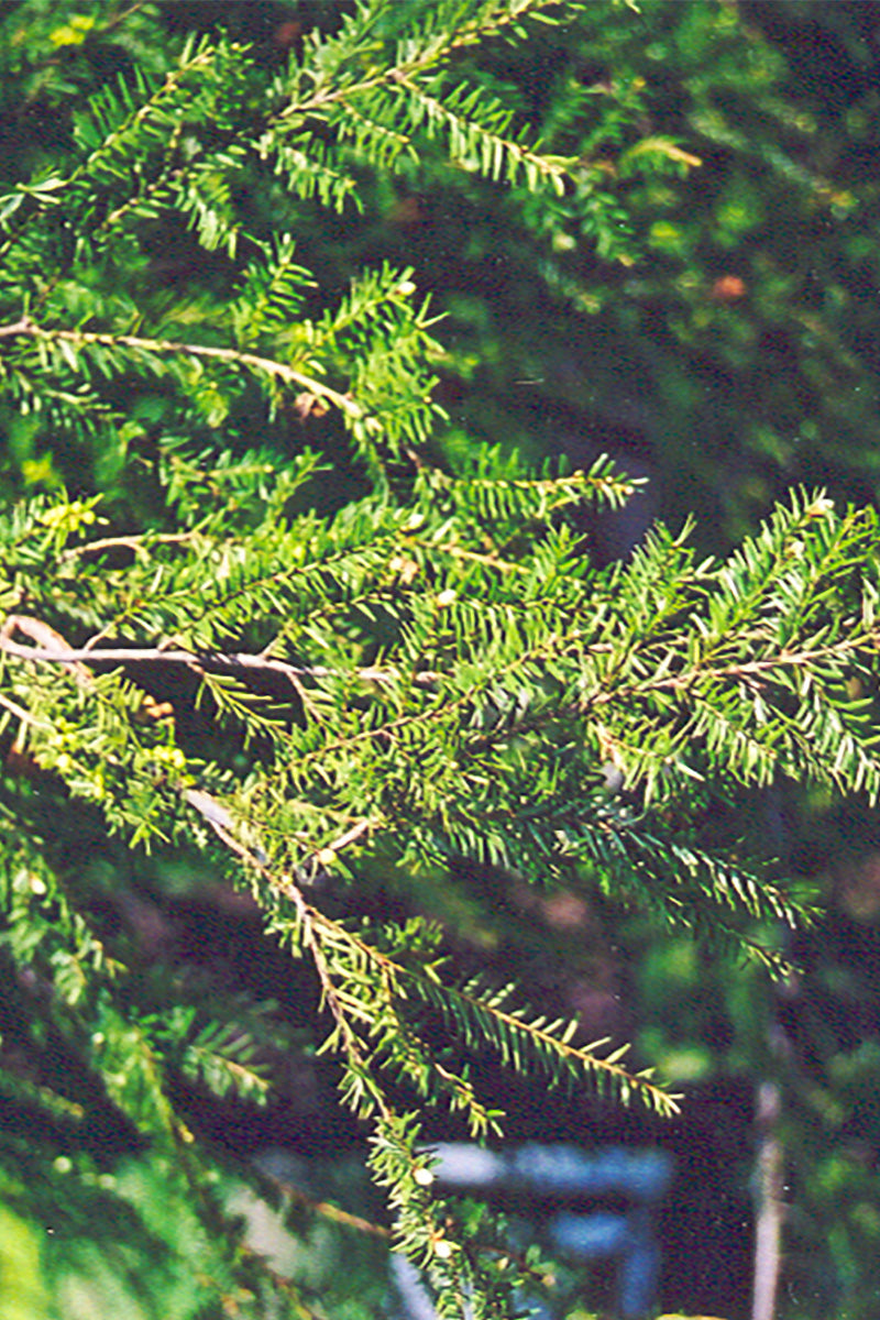Hemlock, Canadian