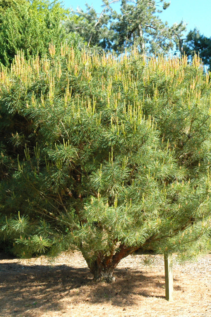 Pine, Tanyosho