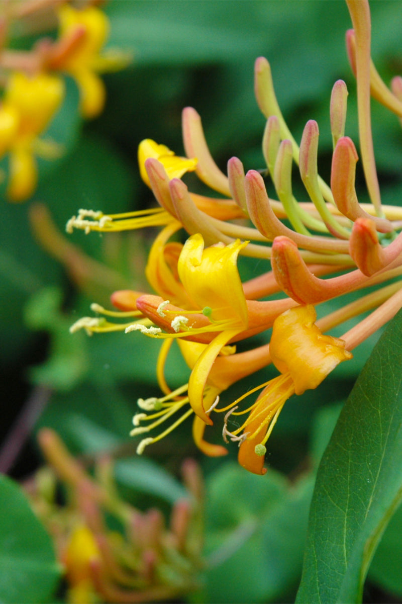 Vine, Honeysuckle Mandarin
