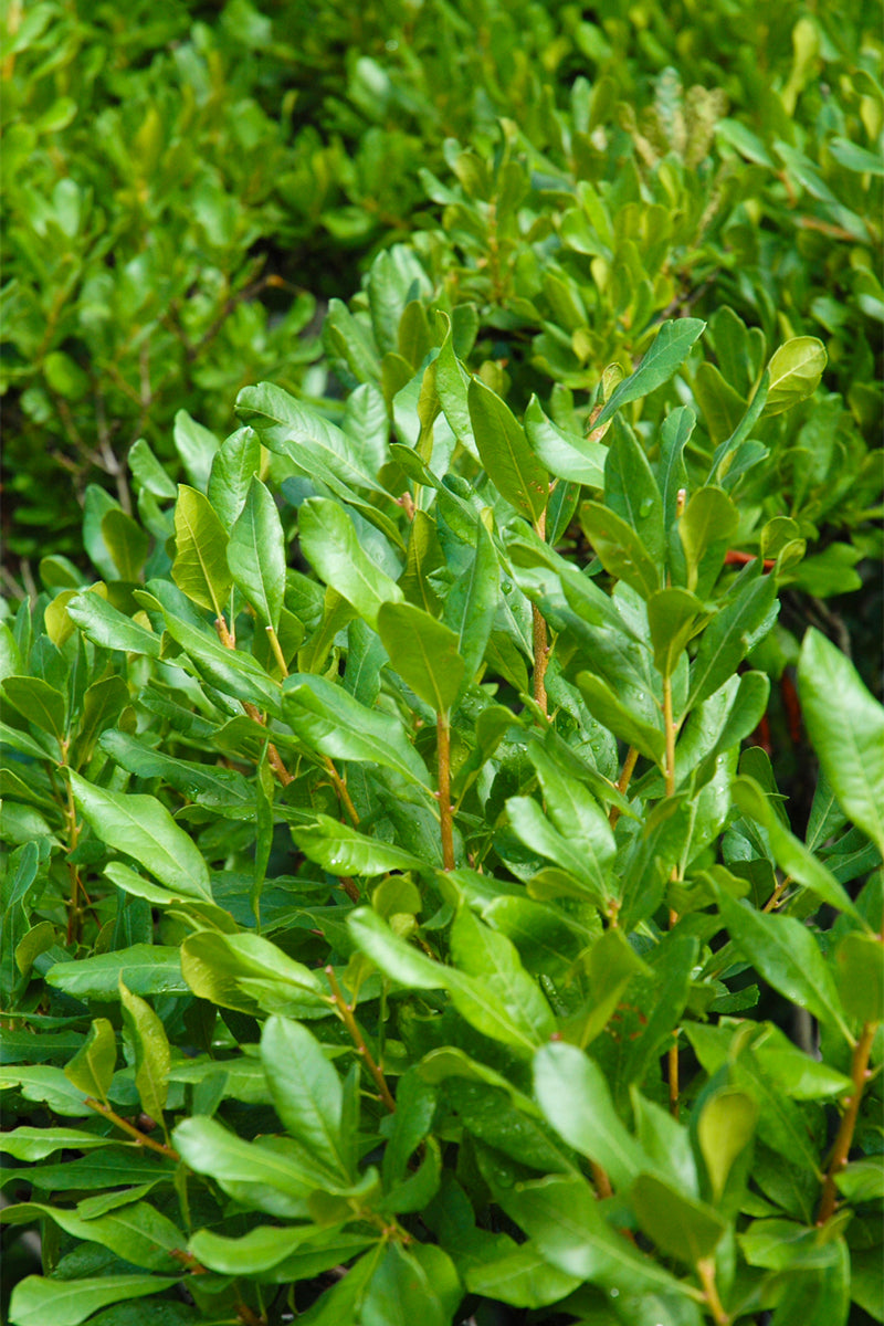 Bayberry