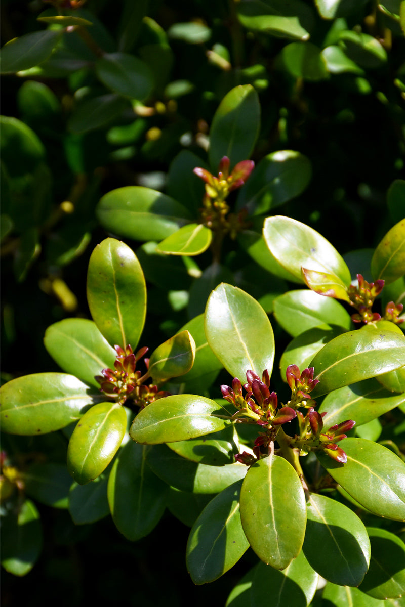 Inkberry, Shamrock