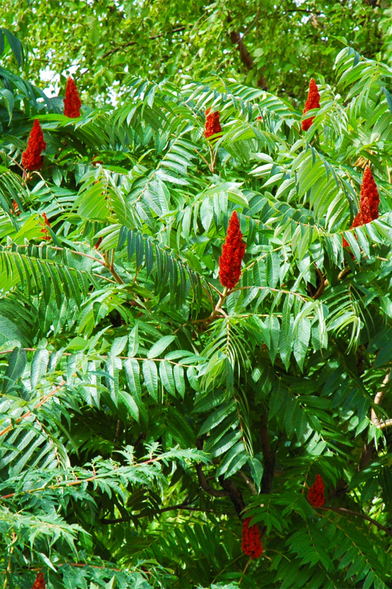 Sumac, Staghorn