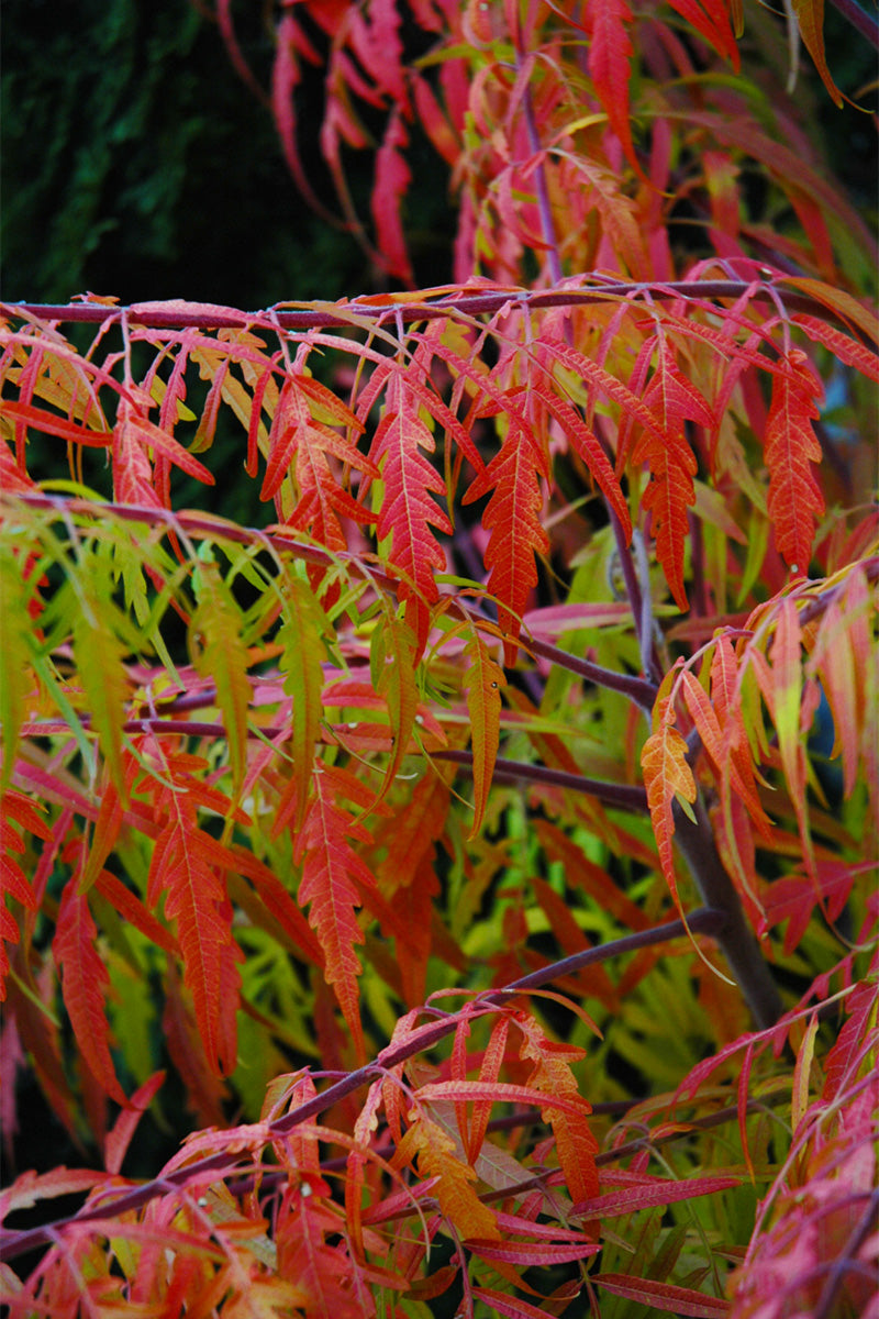 Sumac, Staghorn Tiger Eyes