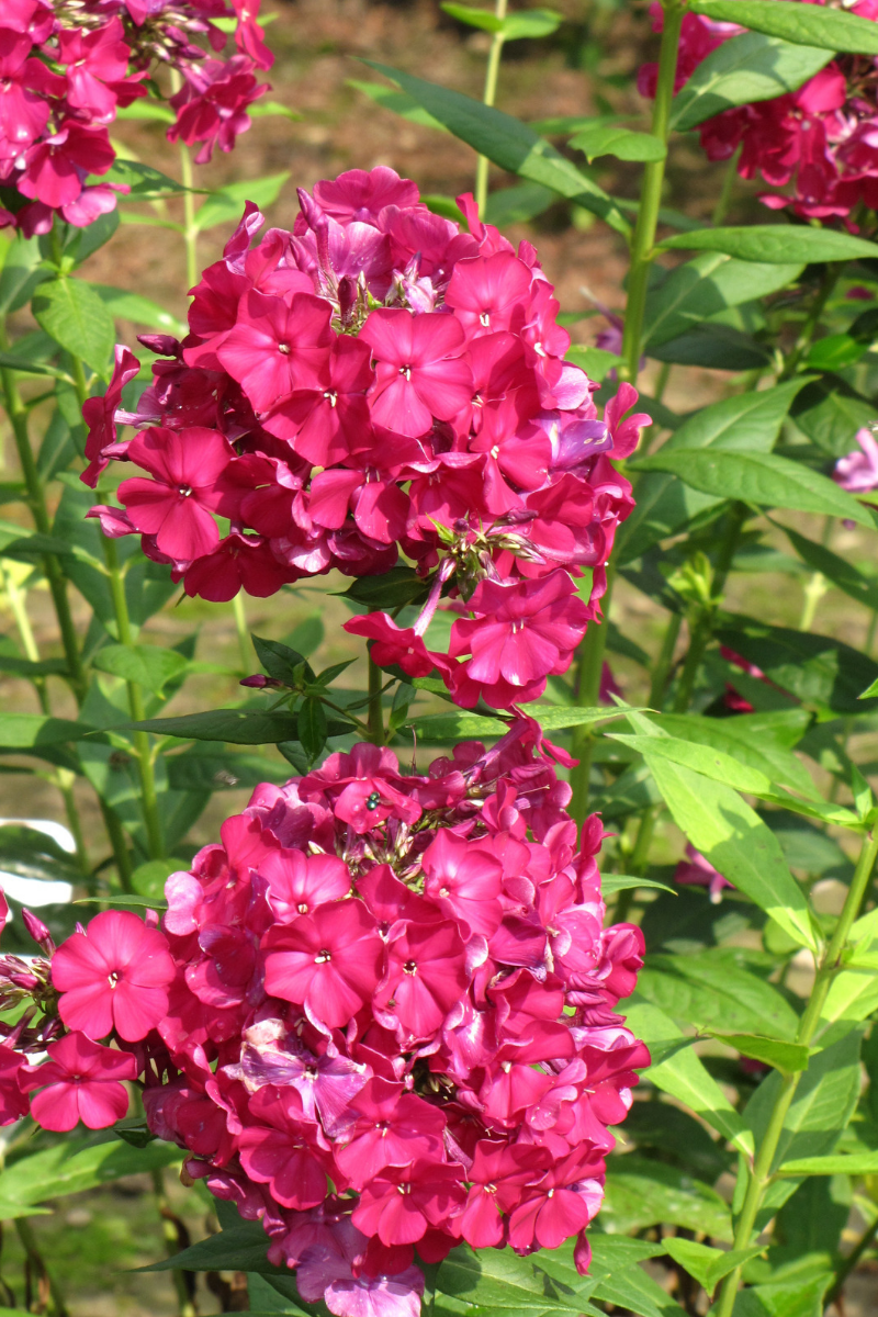 Phlox, Nicky