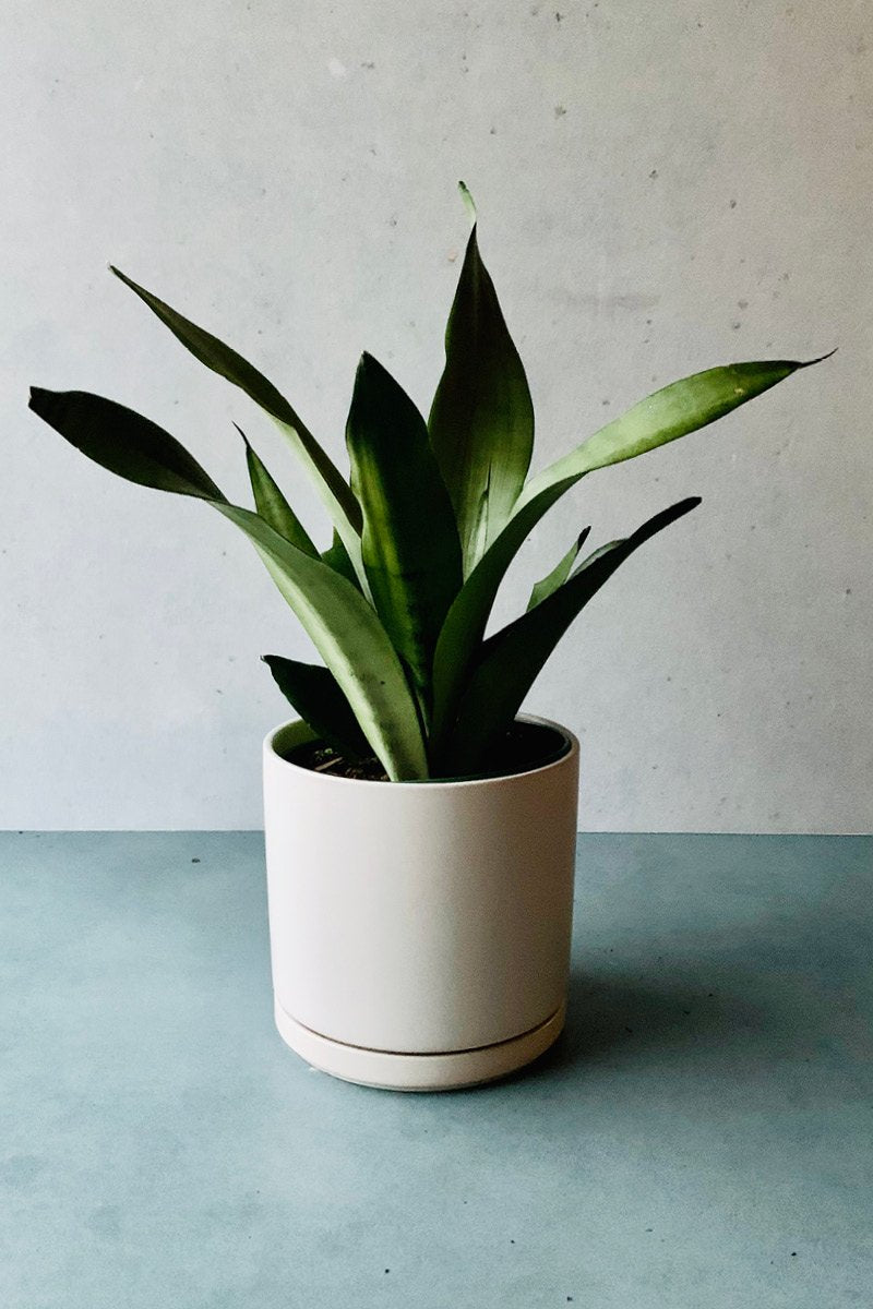 Snake Plant, Moonshine 6"