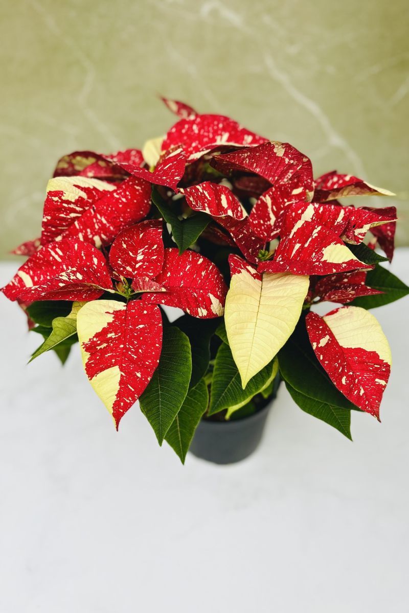 Poinsettia, White Glitter 6"
