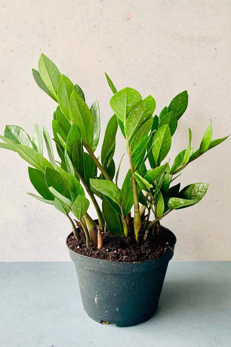 ZZ Plant 5"