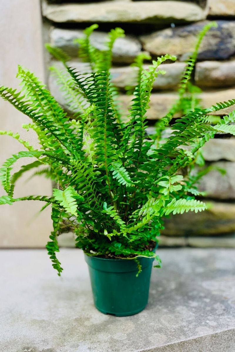 Fern Shiva