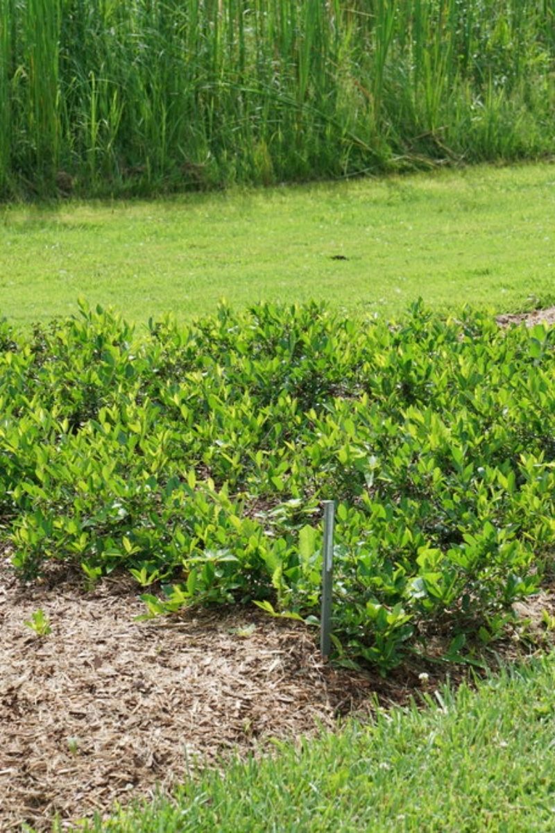 Chokeberry, Ground Hug