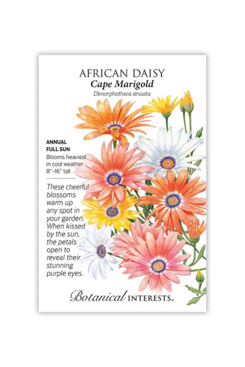 Botanical Interests Cape Marigold African Daisy Seeds