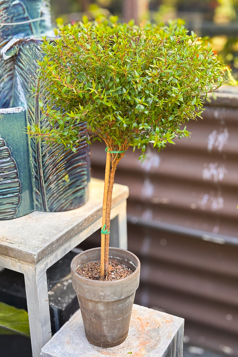 Eugenia, Topiary Single Ball 7" Grey Clay Pot
