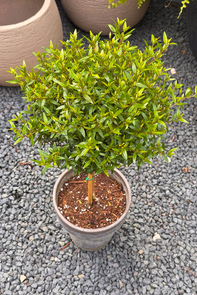 Myrtle, Topiary Single Ball 7" Grey Clay Pot