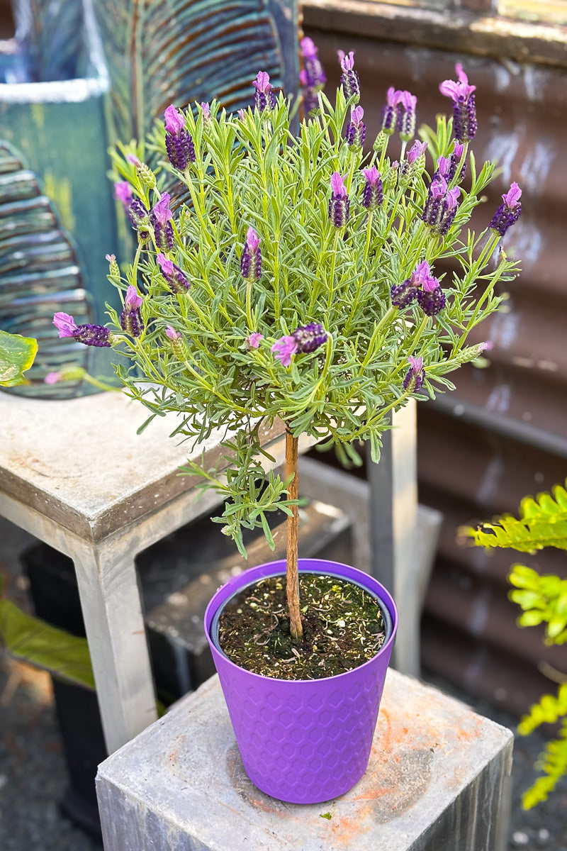 Lavender, Majestic 6" Topiary