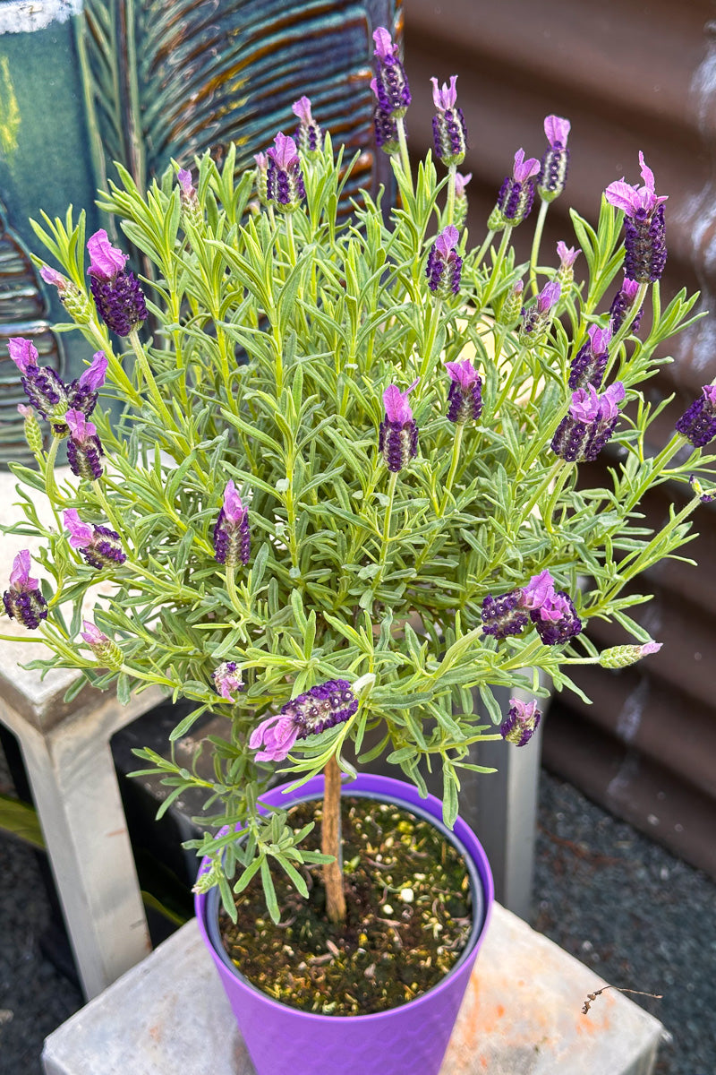 Lavender, Majestic 6" Topiary
