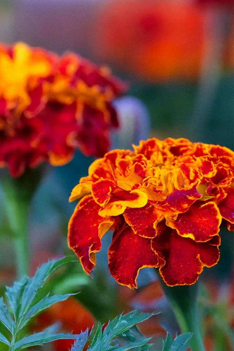 Chive French Marigold Flower Seeds