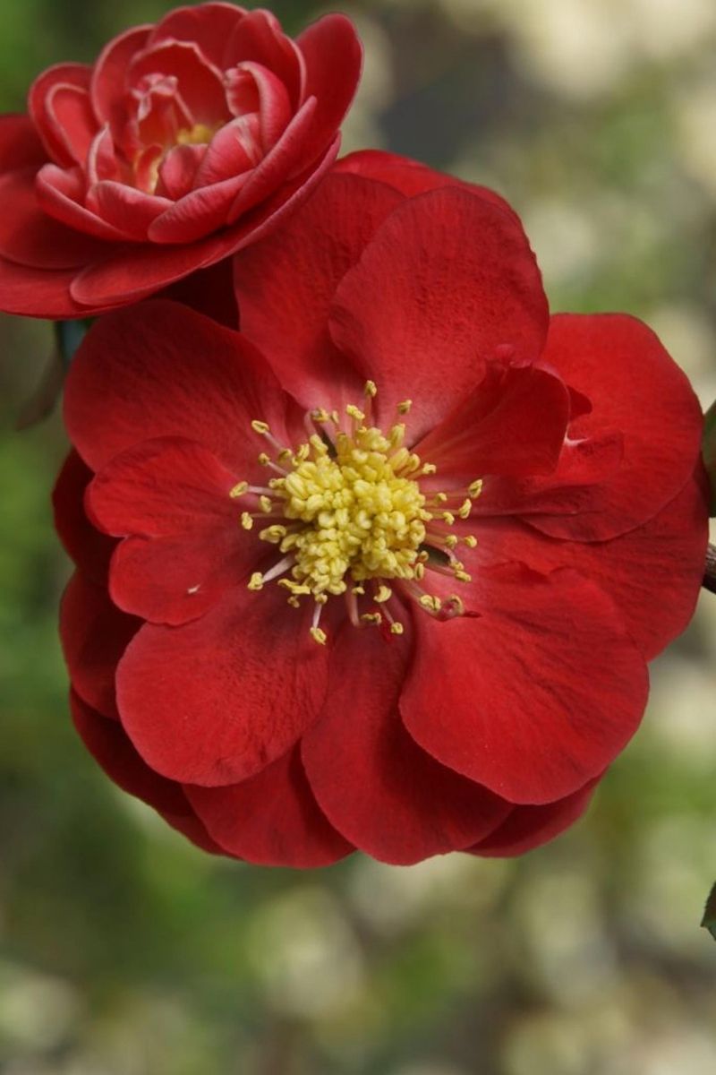 Quince, Double Take Scarlet Storm