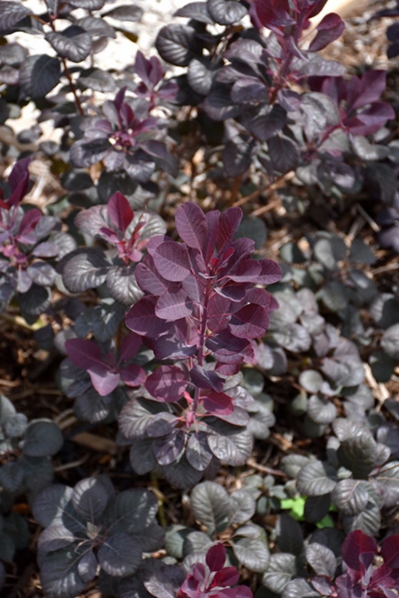 Smokebush, Winecraft Black