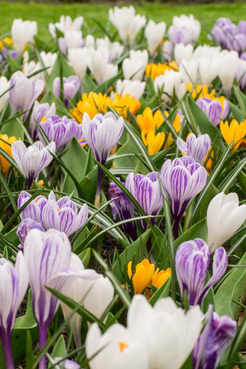 DeVroomen Crocus Vernus Giant Mixed Bulbs 15/Pack