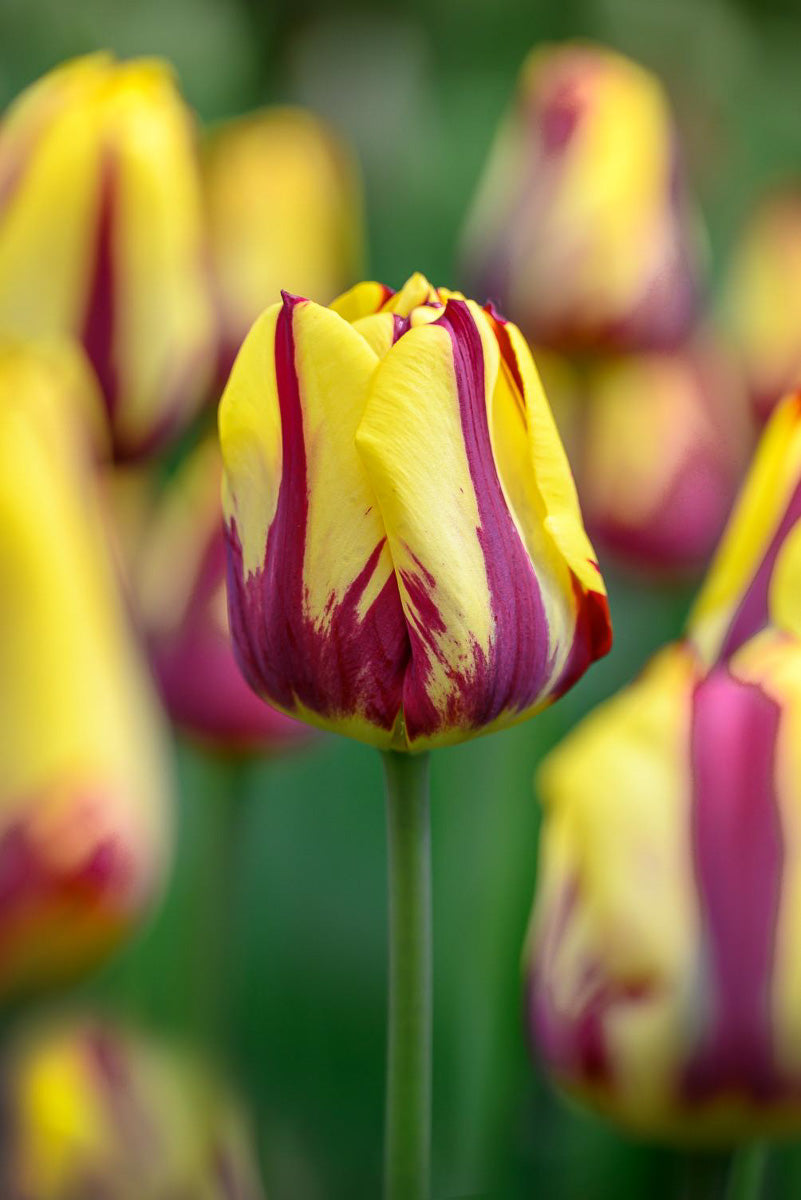 DeVroomen Tulips Triumph Helmar Bulbs 5/Pack