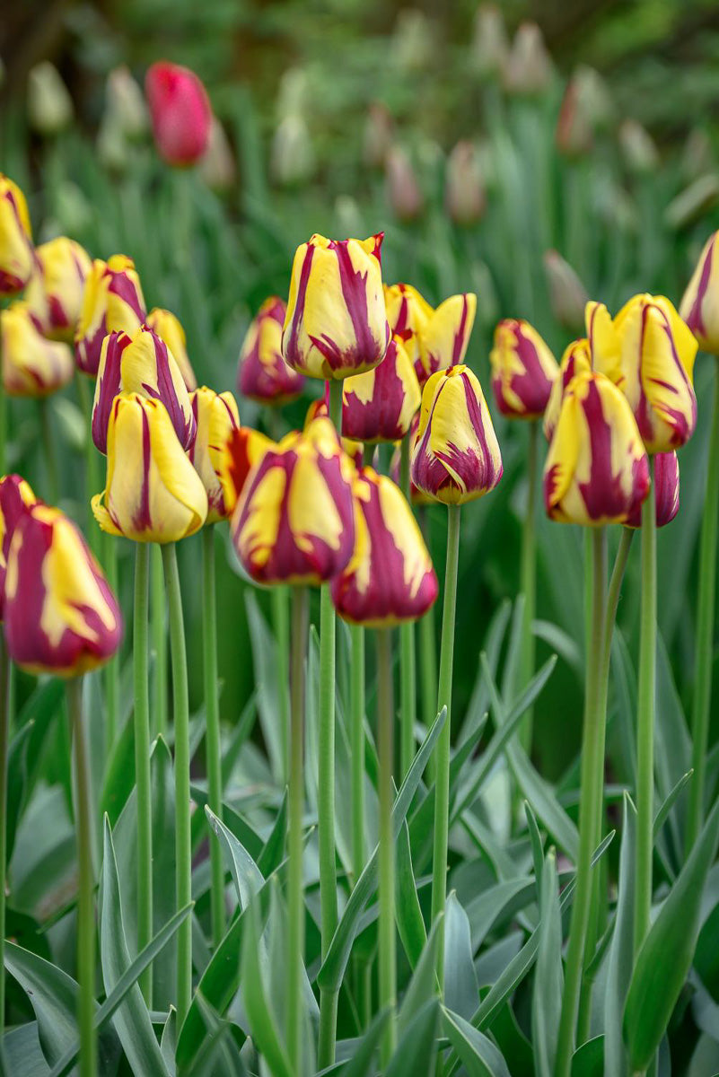 DeVroomen Tulips Triumph Helmar Bulbs 5/Pack