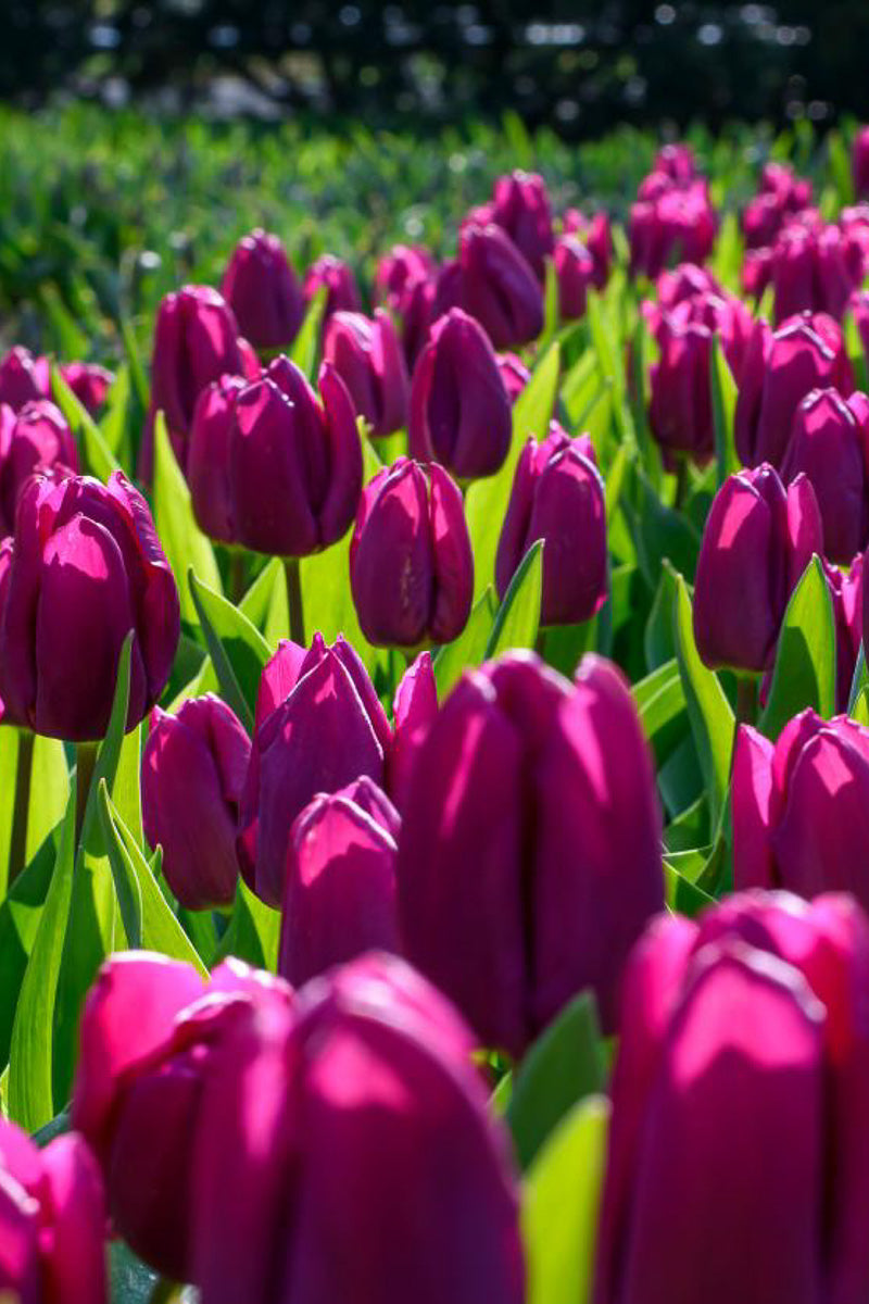 DeVroomen Tulipa Single Early Purple Prince Bulbs 5/Pack