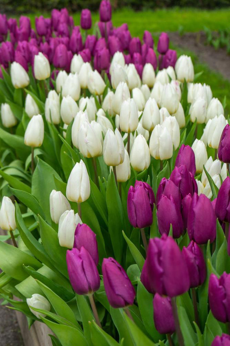 DeVroomen Tulipa Single Early Purple Prince Bulbs 5/Pack