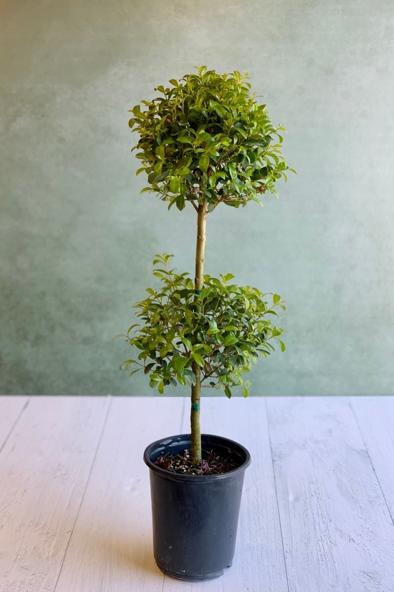 Eugenia, Topiary Double Ball 7" Grey Clay Pot
