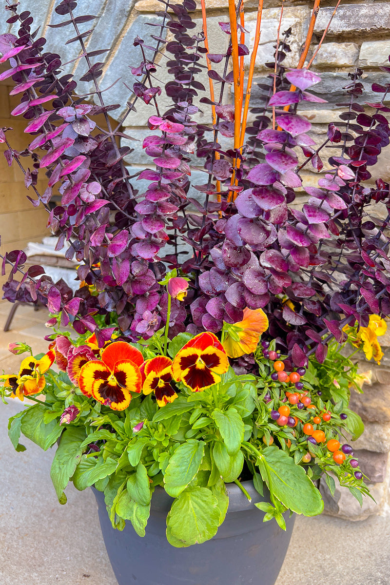 Chalet-nursery Signature | Fall | Modern