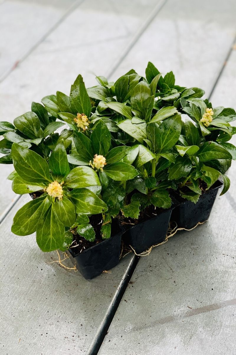 Ground Cover, Pachysandra 6Pk
