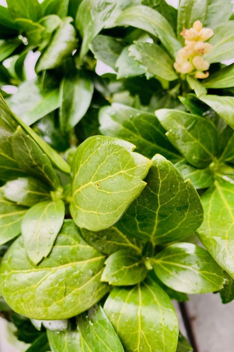 Ground Cover, Pachysandra 6Pk