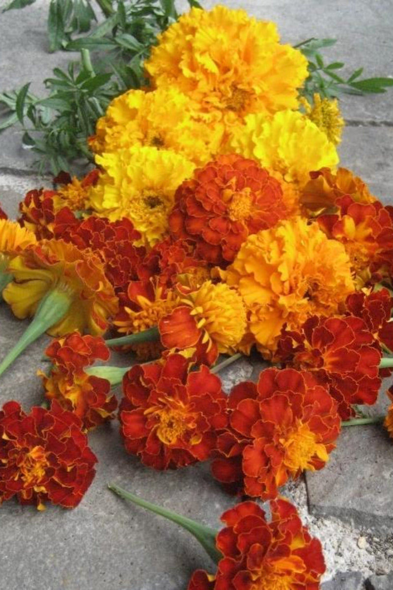 Hudson Valley Seed Co. Marigold Medley Seeds