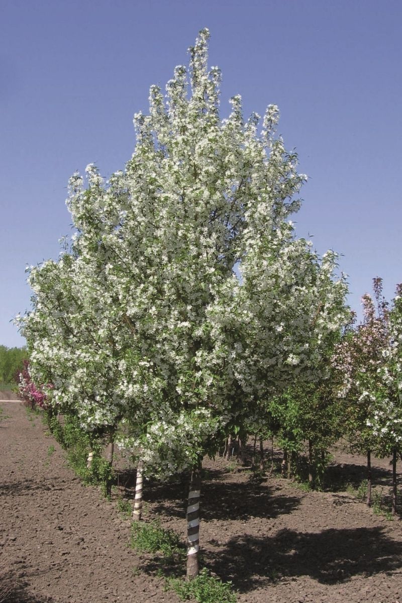 Crabapple, Starlite