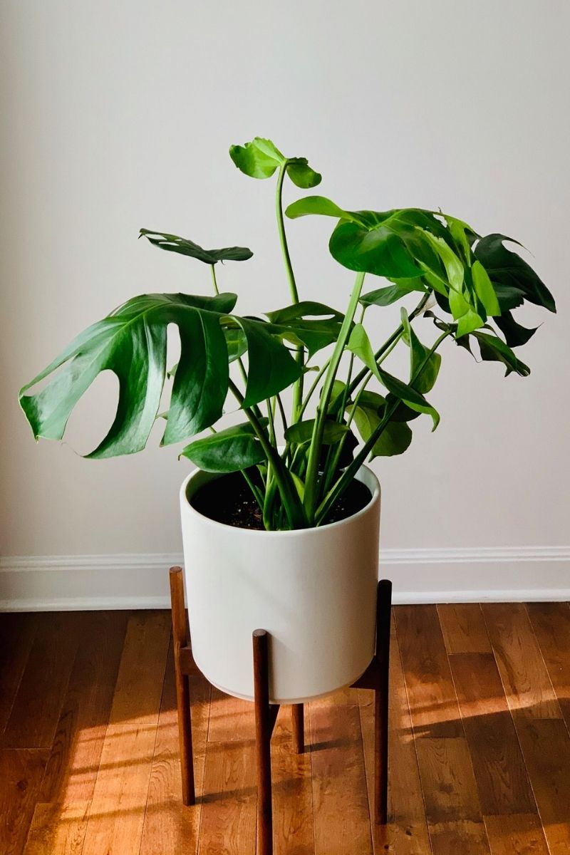 Monstera 10"