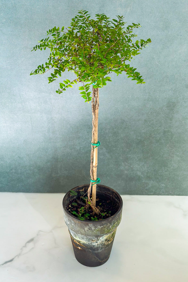 Boxwood Honeysuckle, Topiary 4" Grey Clay Pot